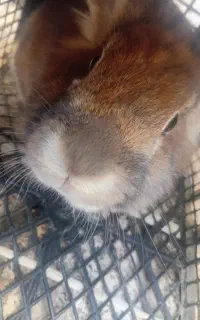 خرگوش جوجه اردک