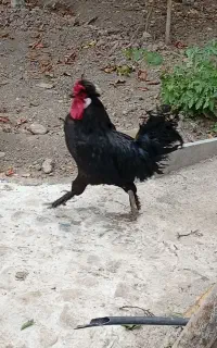 خروس پا پری بالق