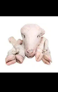 تمیزکردن کله پاچه