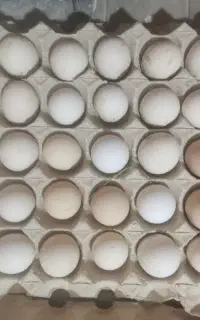 تخم مرغ  بومی نطفه دار خوب کیفیت بالا