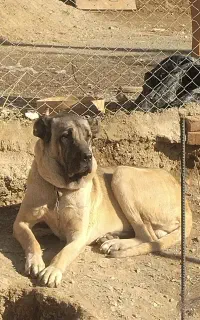 سگ سرابی با اصالت