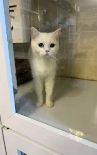 گربه
