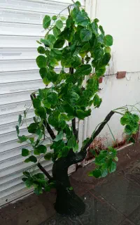 درختچه
