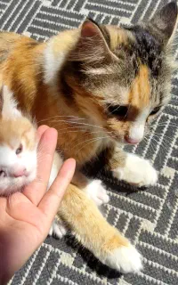 واگذاری بچه گربه