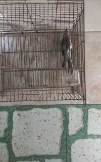 معاوضه با فنچ
