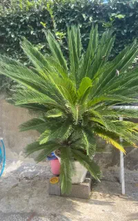 گل سیکاس فروشی