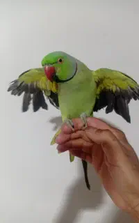 طوطی ملنگو نر فول اشتی
