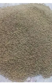 عدس دیمی تازه فریدن