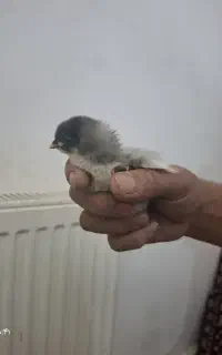 فروش جوجه یک روزه