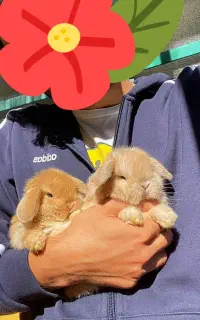 خرگوش لوپ تایلندی توله