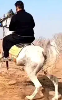 مادیون ابرش