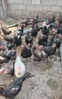 مرغ جهادی تخم گذار