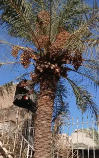 بریدن نخل قطع درخت کندن خرما سمپاشی تمیزکردن هرس