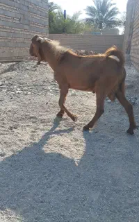 بز نر فروشی