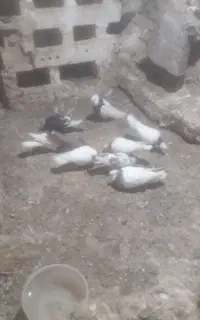 جفتی ۸۰۰