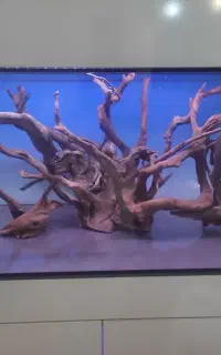 چوب آبنوس آکواریوم
