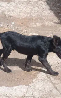 قدر جونی