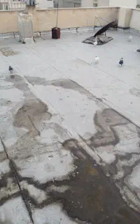 کفتر کبکی بشرط