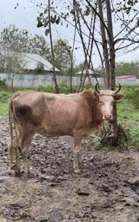 گاو ماده لیشه حامله