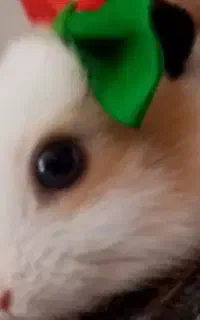 خرگوش