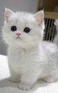 سرپرستی گربه برعهده میگیرم