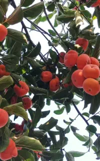 انواع نهال های درجه یک