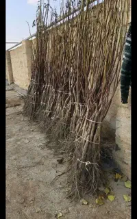 آریا نهال گردو درجه یک سه ساله دیر گل