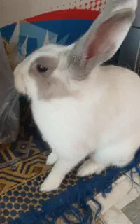 خرگوش نر