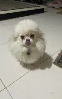 پامر وارداتی