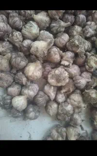سیر بشاگرد