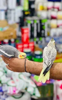 عروس هلندی فول دستی