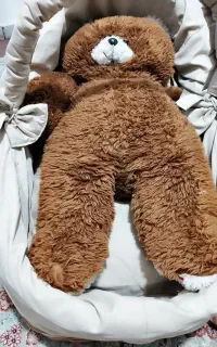 سبدحمل نوزاد