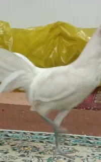 خروس جوان نژاد سوماترا