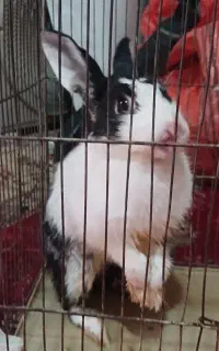 خرگوش