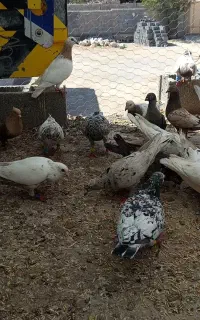 کبوتر. کفتر