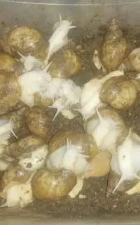 حلزون آرایشی و پرورشی