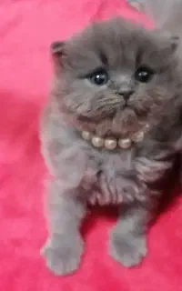 گربه ماده اسکاتیش مهربون