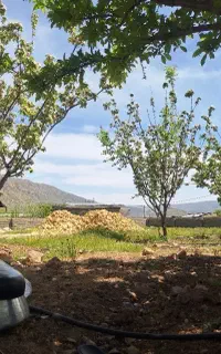 استخدام چوپان ماهر یا نیمه ماهر