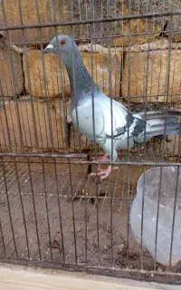 کفتر. معاوضه هم درم