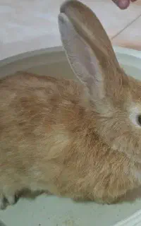 خرگوش