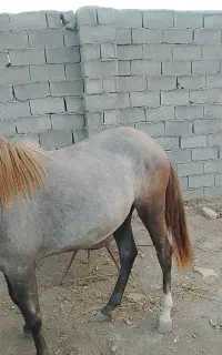 کره اسب مادیان