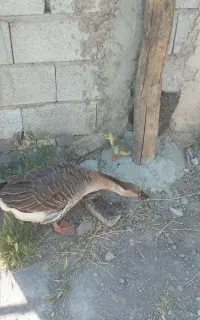 قوغاز با یک جوجه