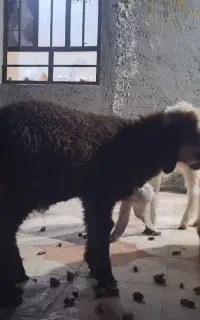 پشم گوسفند