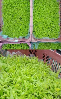 نشاگوجه محلی