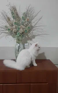 گربه پرشین