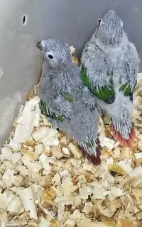 گرینچیک سرلاکی کوتوله برزیلی رنگ خاص