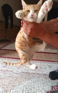 واگذاری گربه