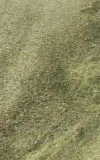 کاه سبز ماش