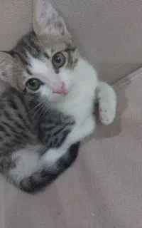 گربه بازیگوش