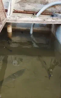 فروش ماهی قزل الا زیر قیمت مغازه و بازار